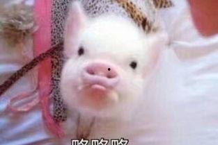 娱乐吃瓜酱猪猪视频 第2张 娱乐吃瓜酱猪猪视频 第2张