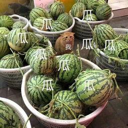 广州市吃瓜娱乐,吃瓜群众的快乐天堂  第3张