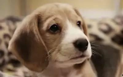 宠物安乐死娱乐吃瓜酱,娱乐吃瓜酱带你揭秘背后真相 第3张 宠物安乐死娱乐吃瓜酱,娱乐吃瓜酱带你揭秘背后真相 第3张